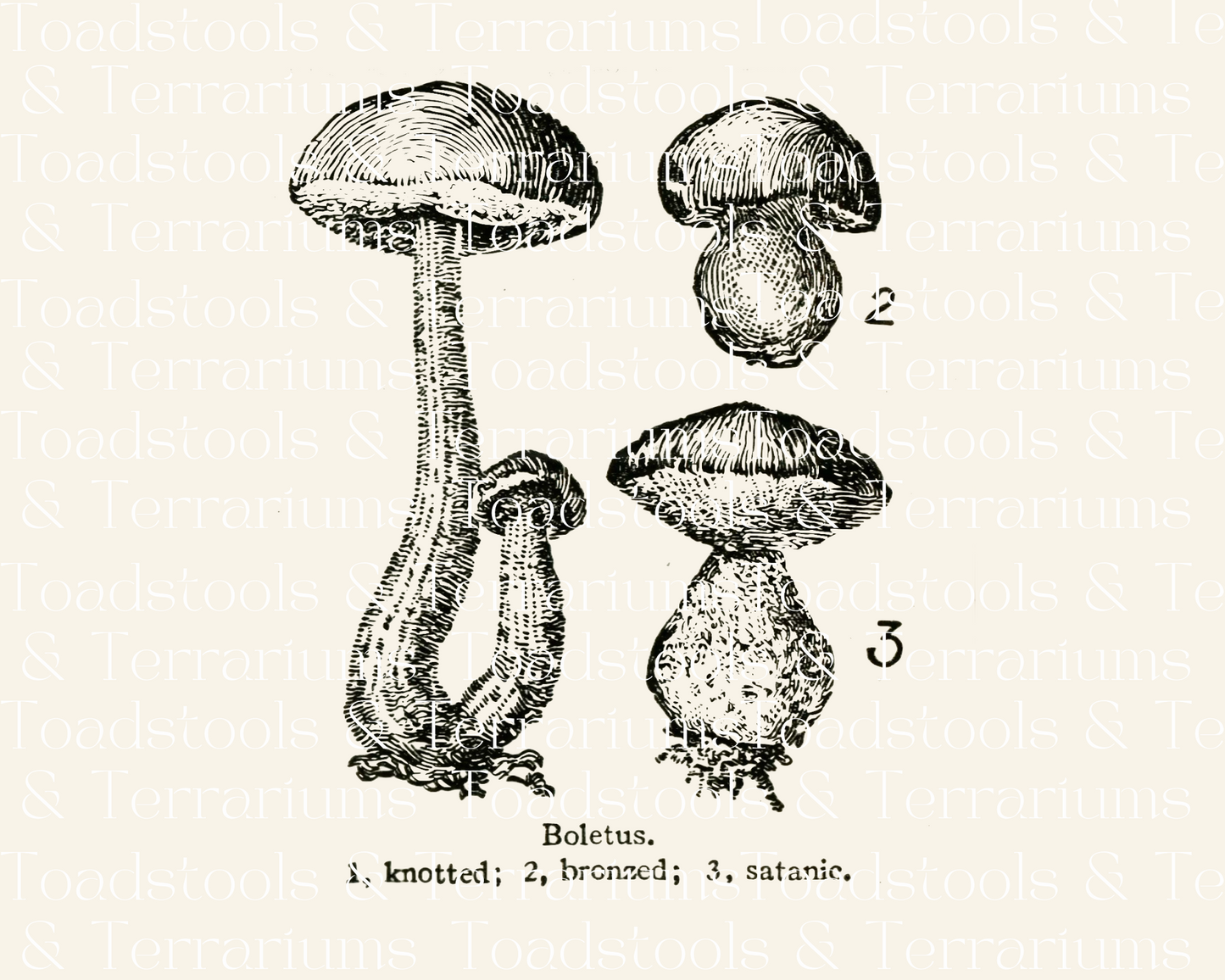 Vintage Boletus Pilz Illustrationen - von 1919 - DIGITALER DOWNLOAD für Scrapbooking und Basteln