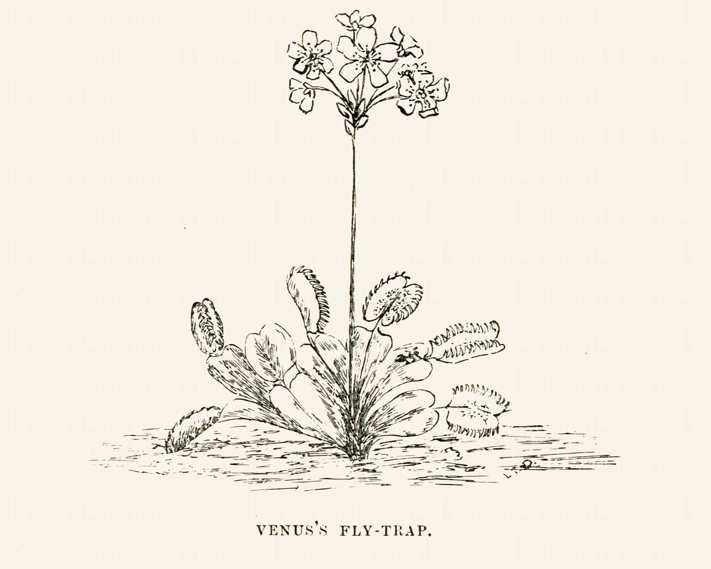 Venus Flytrap Carnivorous Plants Vintage Illustration Bundle - from 1918 - DIGITAL DOWNLOAD for Scrapbooking and Crafts for Scrapbooking and Crafts