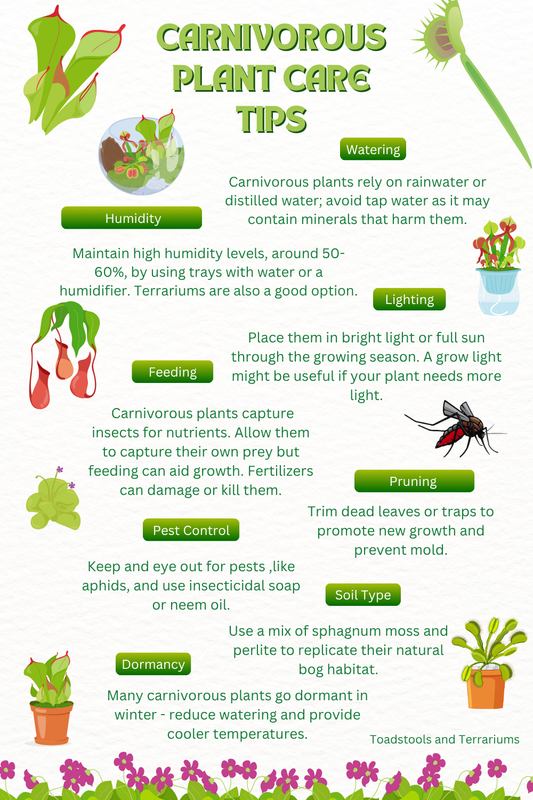 Carnivorous plant care tips
