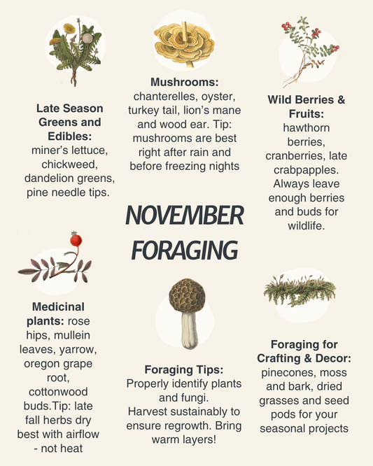 Aesthetic infographic showing what to forage in November in the Pacific Northwest—rosehips, evergreens, and cold-weather plants. Soft, cozy autumn design.