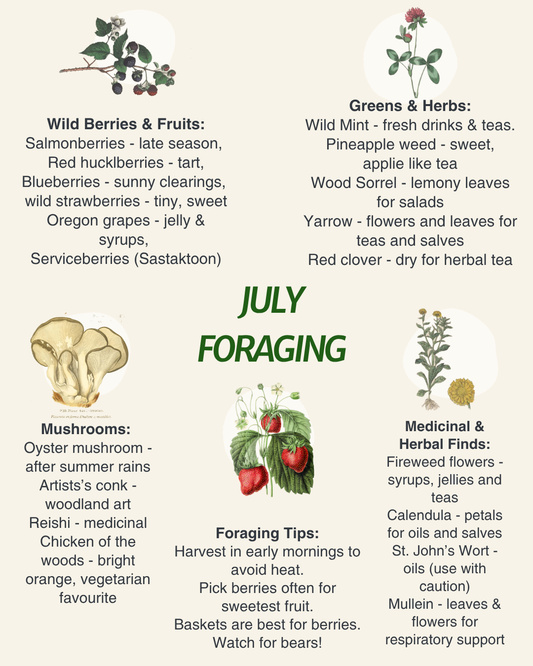 July Foraging Guide: Wild Berries, Summer Herbs &amp; Forest Treasures in the Pacific Northwest