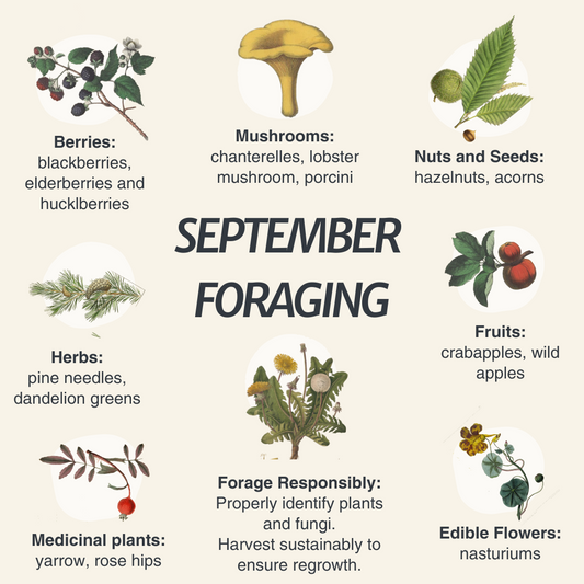 September Foraging in the Pacific Northwest: What to Look For and Tips for Harvesting