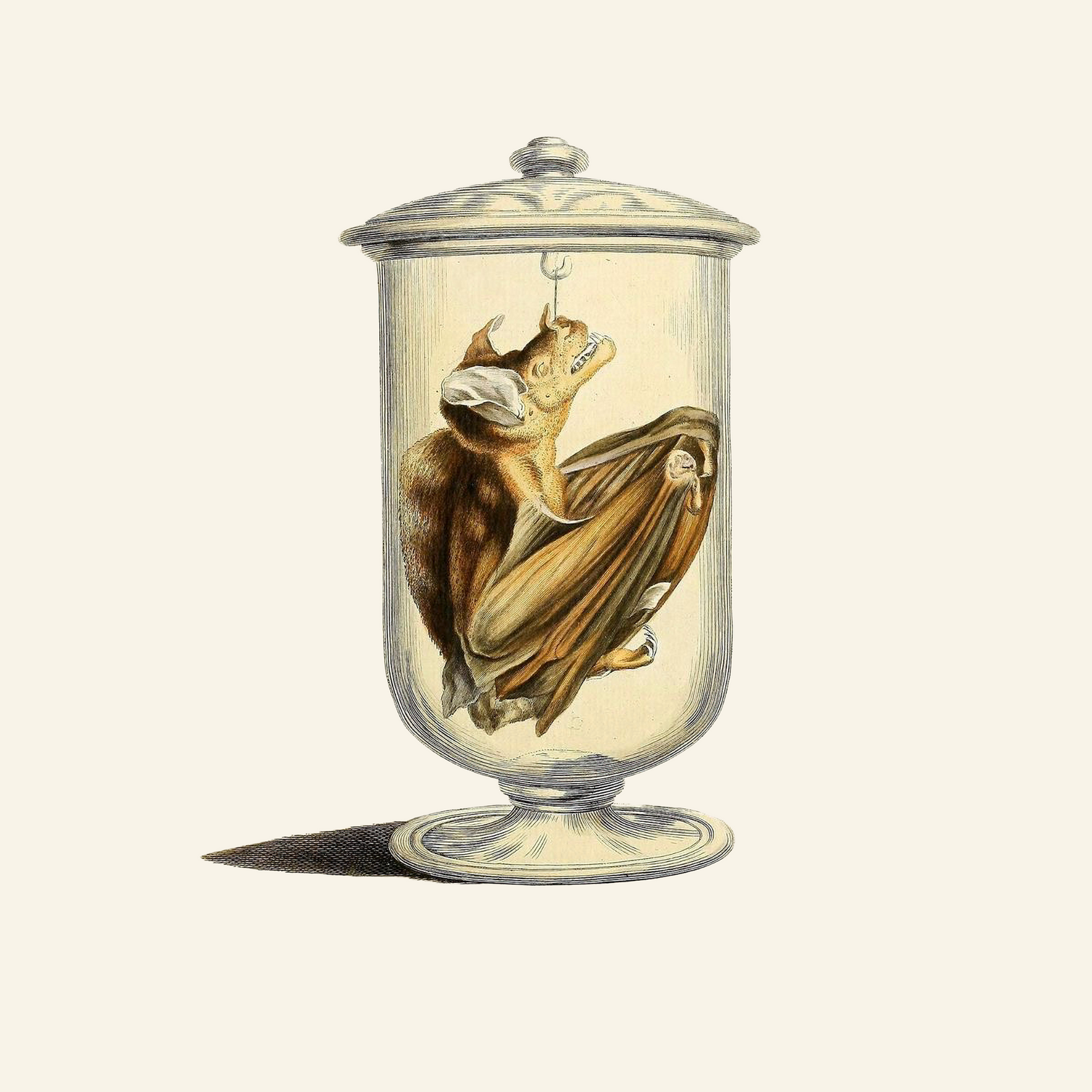 Digital Oddities and Curiosities