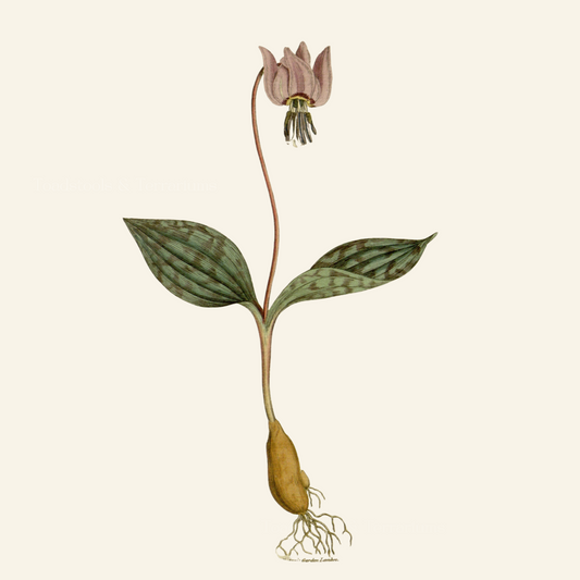 Vintage Fawn Lily Illustration | Antique Botanical PNG & JPG | Woodland Flower Clipart