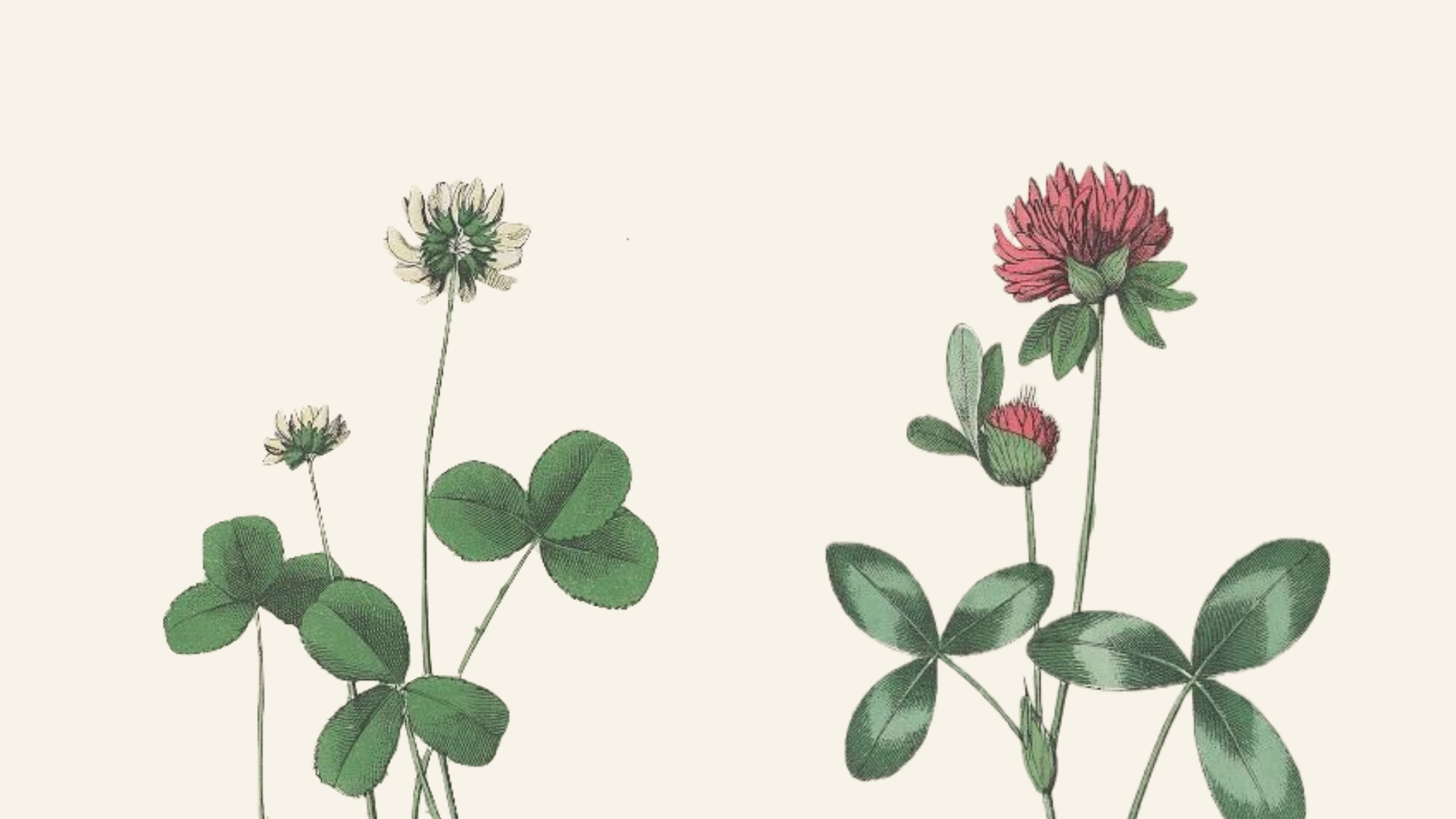 Vintage clover botanical illustrations