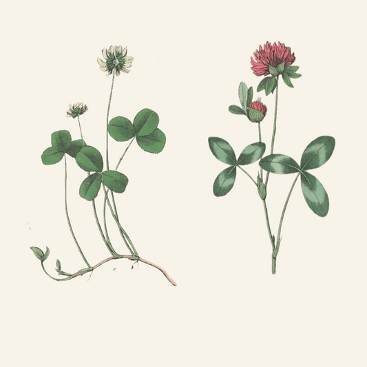 Vintage Red & White Clover Illustration | Botanical PNG Files | Digital Download