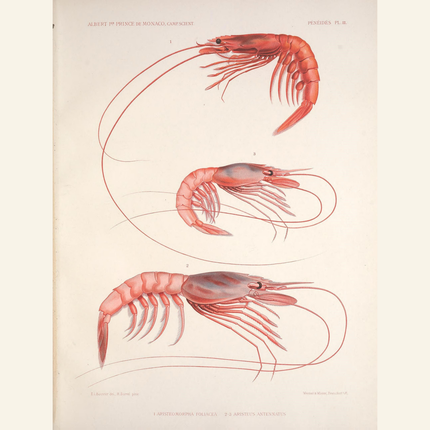 Antique Shrimp Illustration (1889) | Digital Download