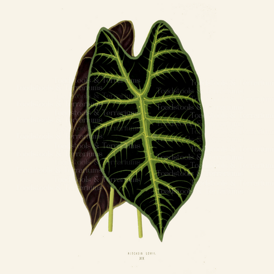 Antique full colour alocasia plant illustration.