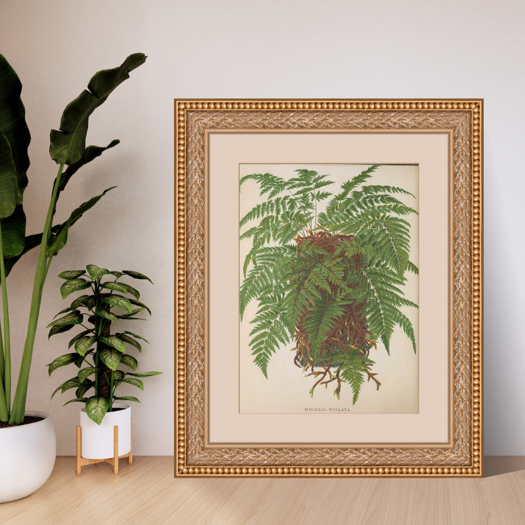 European Ferns Bundle – Antique Botanical Illustrations | 5 Fern Prints + Ornate Cover | Digital Download in JPG &amp; PNG (300 DPI)