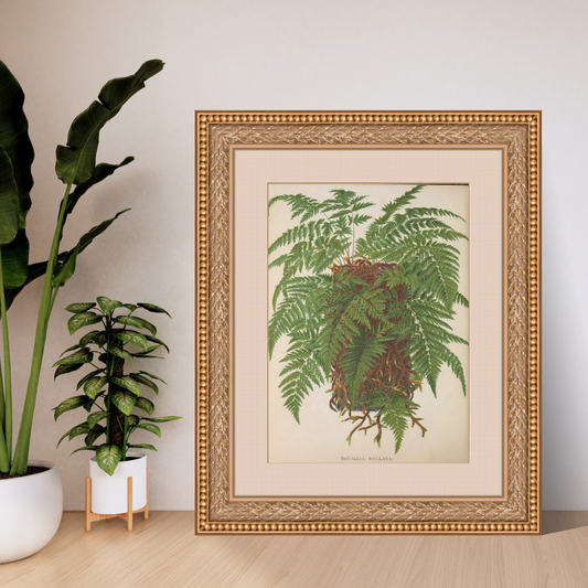 European Ferns Bundle – Antique Botanical Illustrations | 5 Fern Prints + Ornate Cover | Digital Download in JPG &amp; PNG (300 DPI)