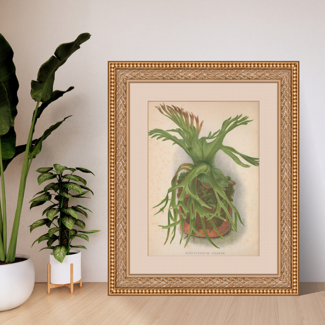 European Ferns Bundle – Antique Botanical Illustrations | 5 Fern Prints + Ornate Cover | Digital Download in JPG &amp; PNG (300 DPI)