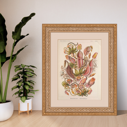 Framed botanical pitcher plant illustration on a wall with plants in the background