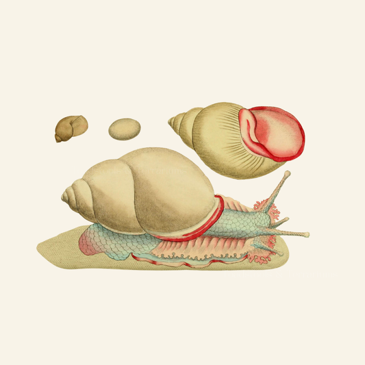 Vintage snail illustration in soft pastel colours.