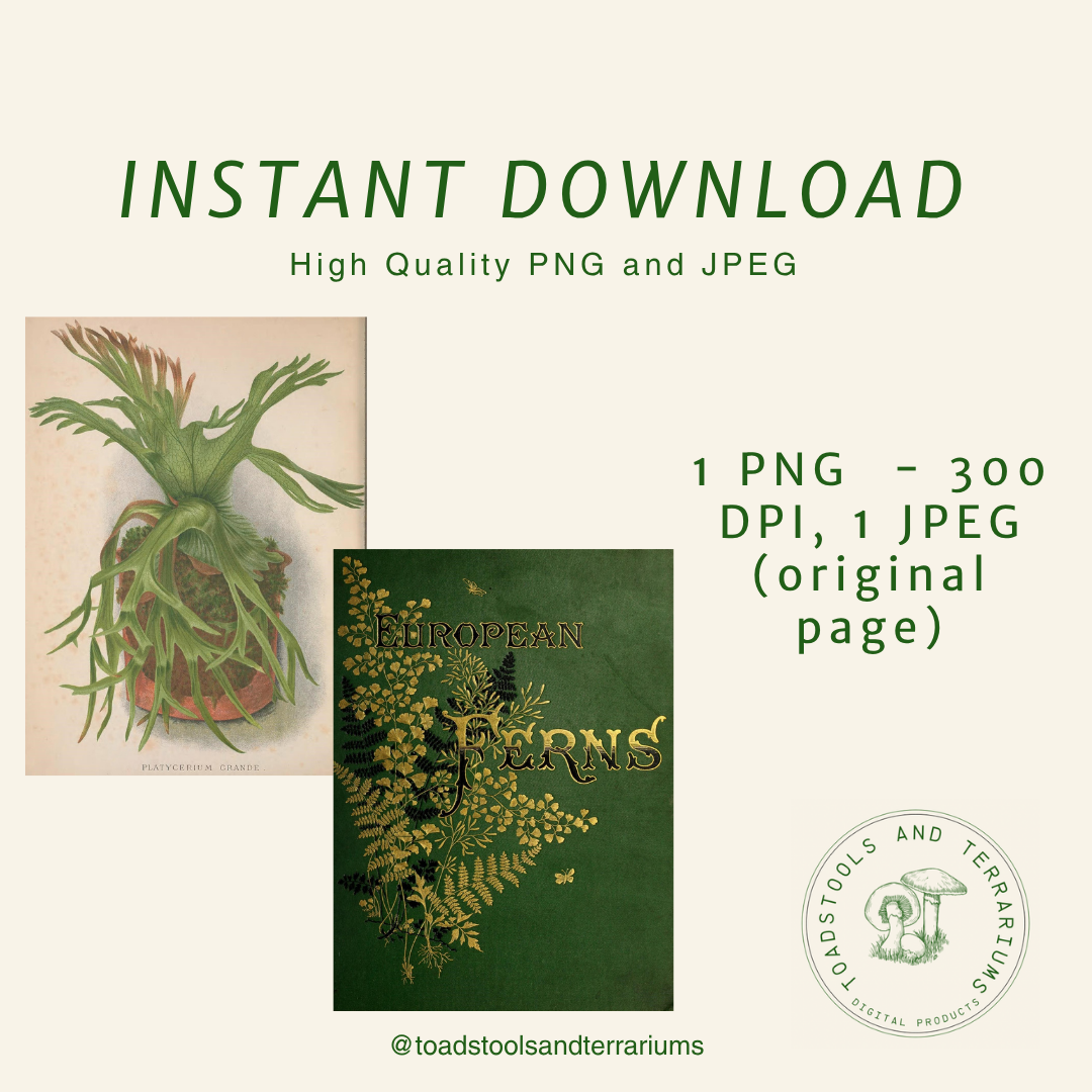 European Ferns Bundle – Antique Botanical Illustrations | 5 Fern Prints + Ornate Cover | Digital Download in JPG &amp; PNG (300 DPI)