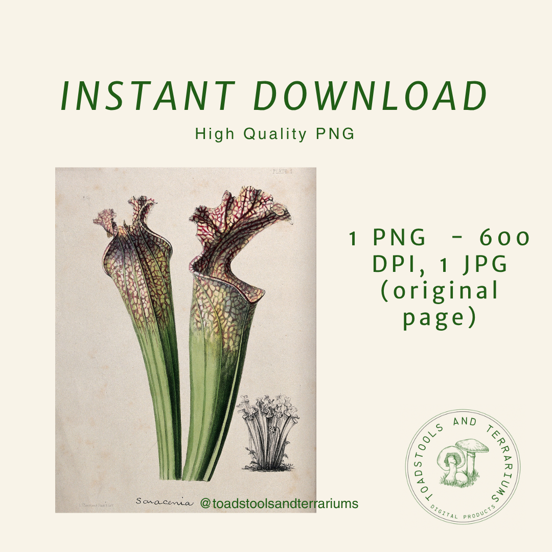Vintage Carnivorous Plants Clipart | Antique Nepenthes &; Sarracenia Illustrations | Botanical PNG &; JPG Bundle