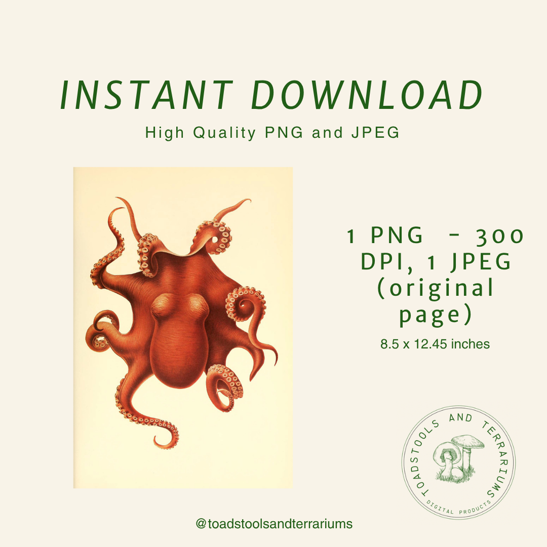 Vintage-style illustration of an octopus with product details on a beige background