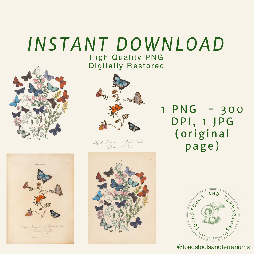 Antique Butterfly & Flower Illustrations – 2 Colorful PNGs + JPGs | Vintage Natural History Clipart