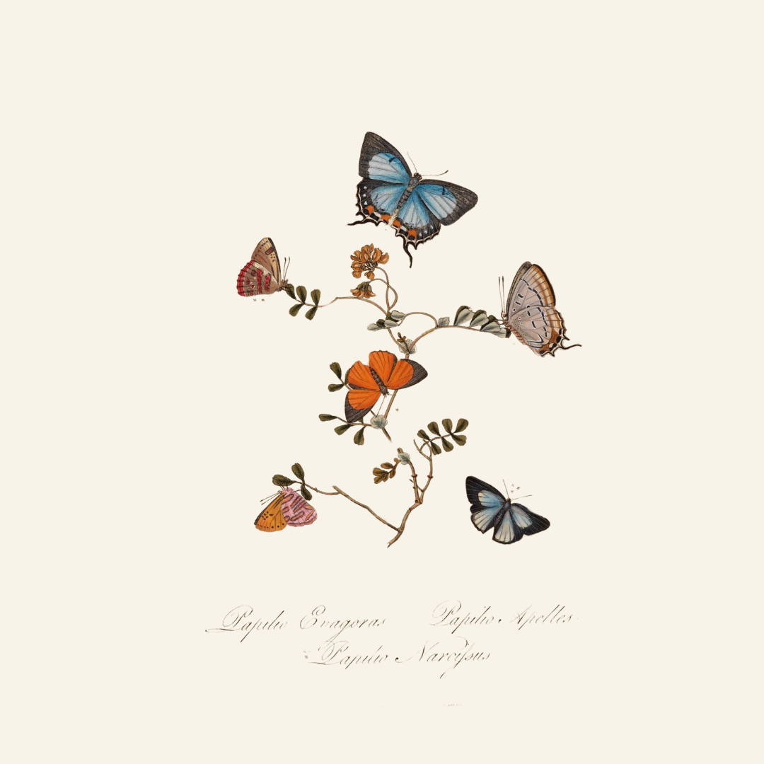 Antique Butterfly & Flower Illustrations – 2 Colorful PNGs + JPGs | Vintage Natural History Clipart