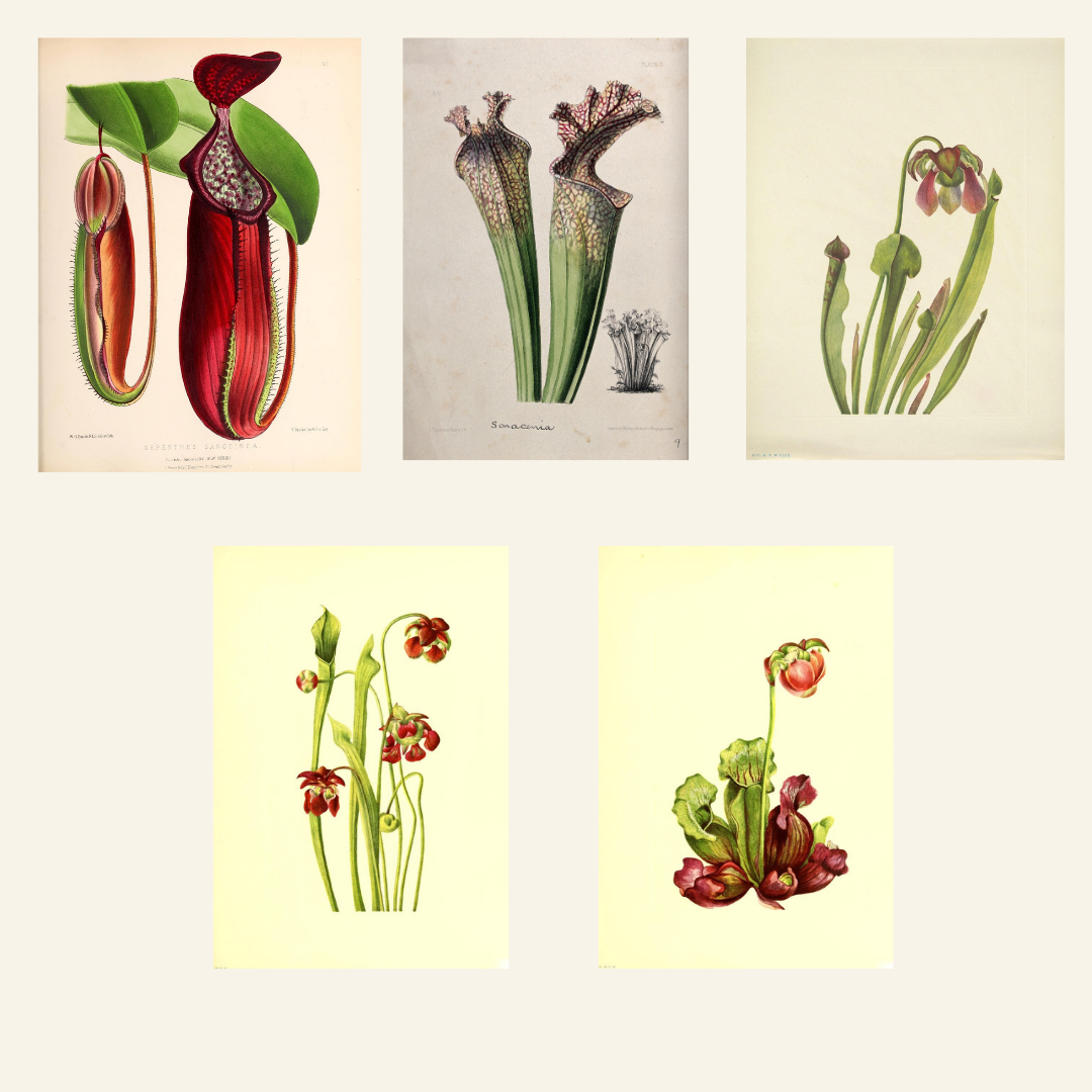Vintage Carnivorous Plants Clipart | Antique Nepenthes &; Sarracenia Illustrations | Botanical PNG &; JPG Bundle
