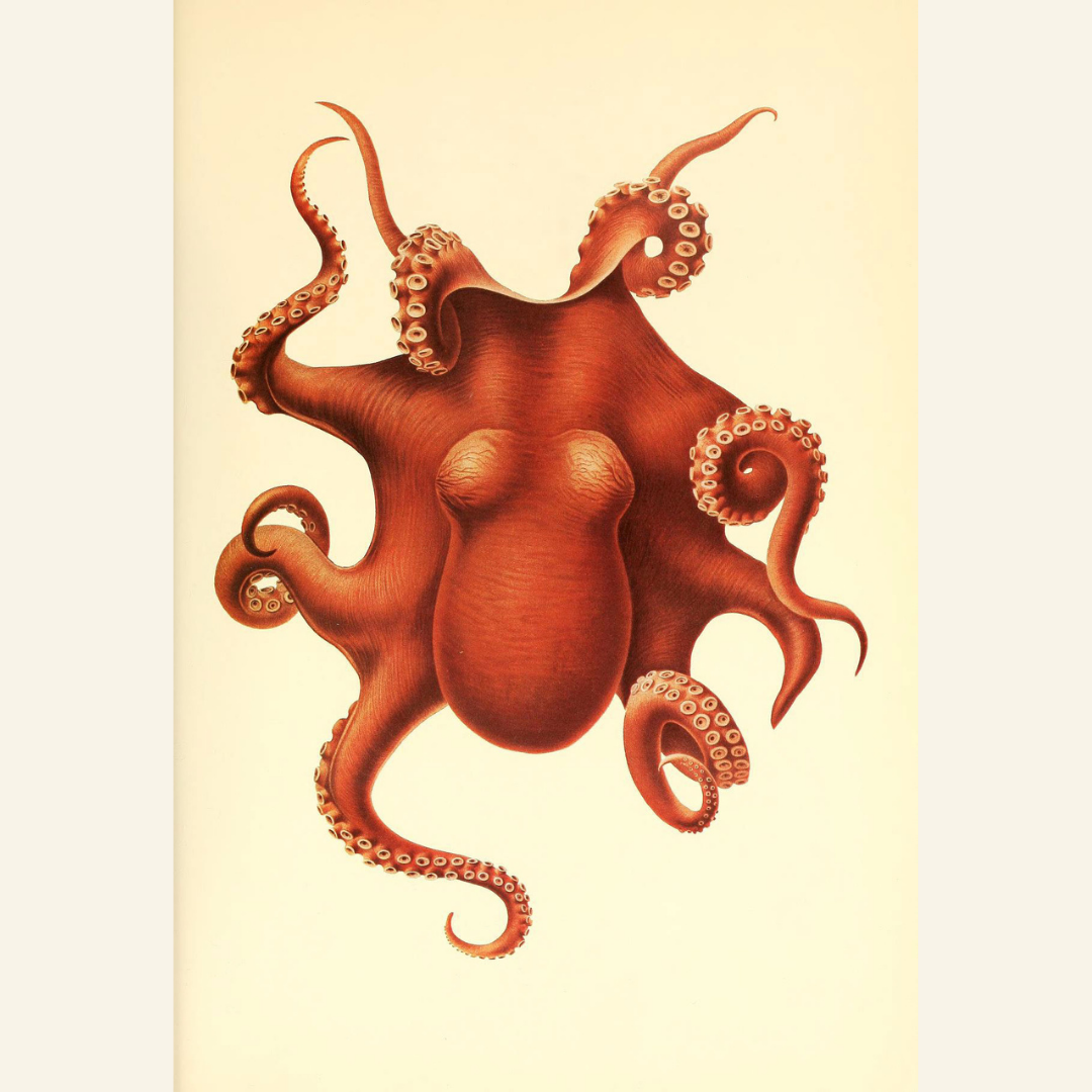 Illustration of a red octopus on a beige background
