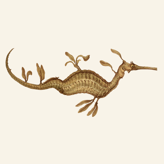 Illustration of a seahorse on a beige background