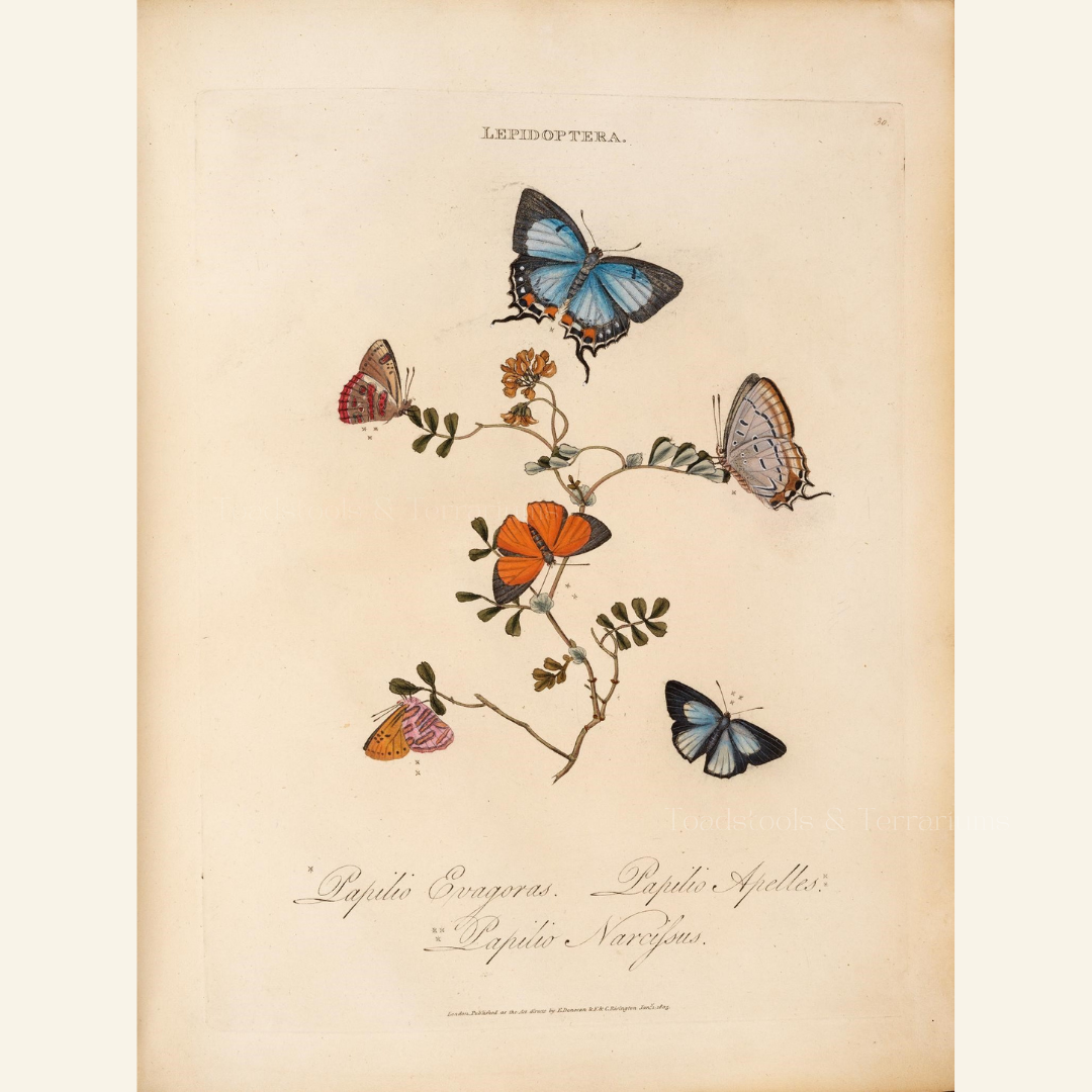 Antique Butterfly & Flower Illustrations – 2 Colorful PNGs + JPGs | Vintage Natural History Clipart