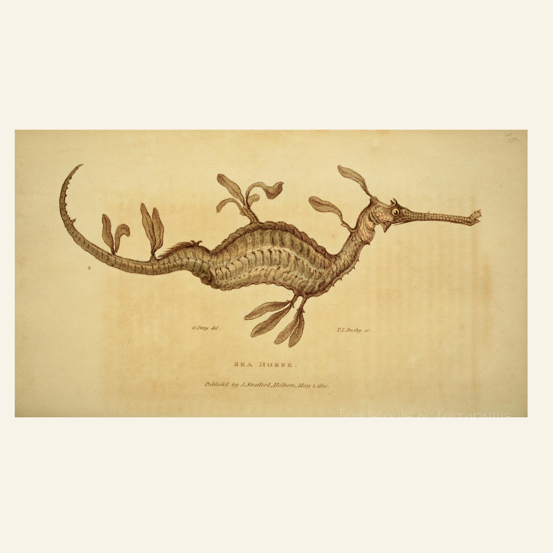 Antique Sea Dragon / Sea Horse Illustration – PNG + JPG | Marine Mythical Creature Clipart