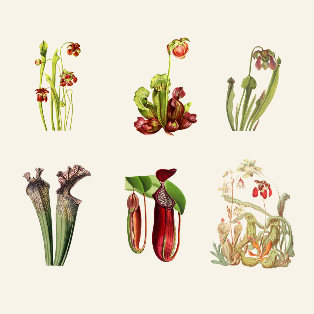 Vintage Carnivorous Plants Clipart | Antique Nepenthes &; Sarracenia Illustrations | Botanical PNG &; JPG Bundle
