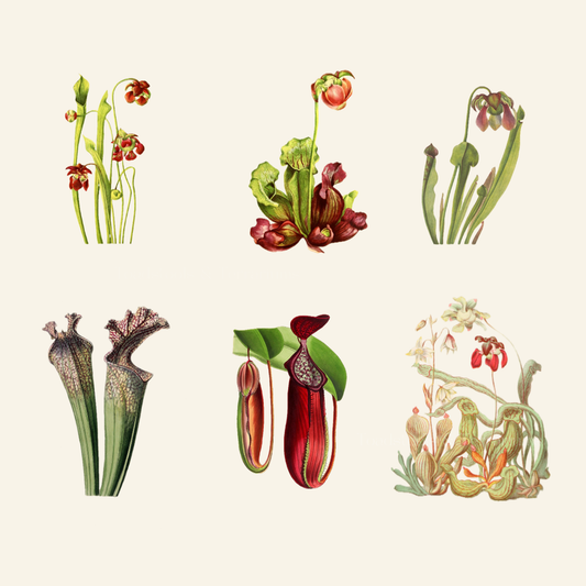 Vintage Carnivorous Plants Clipart | Antique Nepenthes &; Sarracenia Illustrations | Botanical PNG &; JPG Bundle