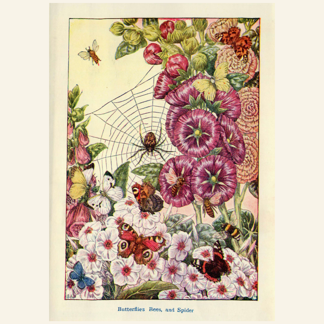 Illustration of butterflies, bees, and a spider on flowers with a spider web.