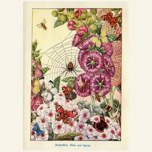 Illustration of butterflies, bees, and a spider on flowers with a spider web.