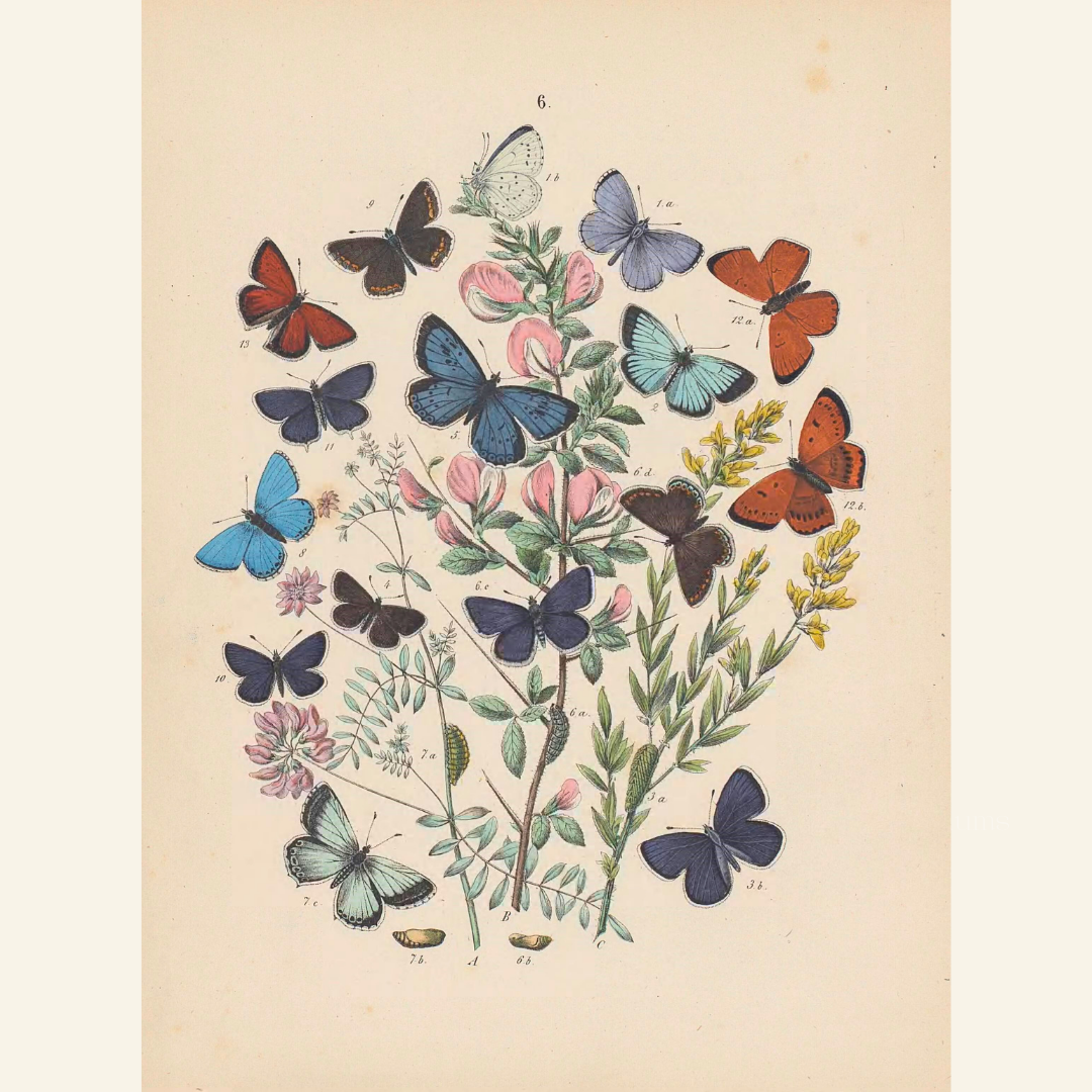Antique Butterfly & Flower Illustrations – 2 Colorful PNGs + JPGs | Vintage Natural History Clipart