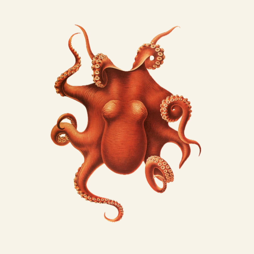 Illustration of an octopus on a beige background