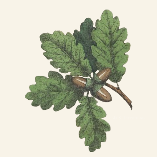 Oak Branch with Acorn – Antique Botanical Illustration | Digital Download in JPG & PNG (300 DPI)