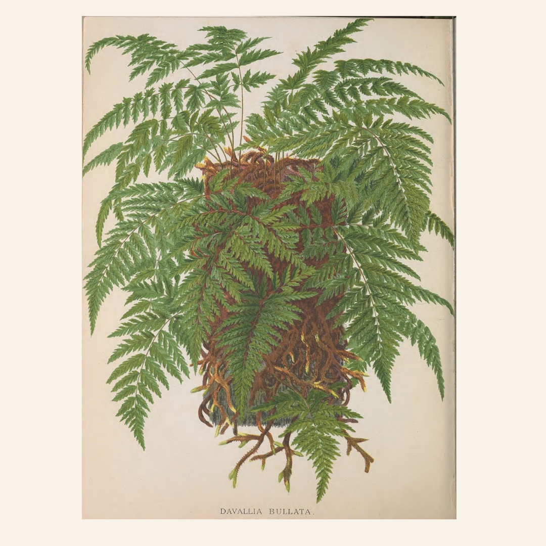 European Ferns Bundle – Antique Botanical Illustrations | 5 Fern Prints + Ornate Cover | Digital Download in JPG &amp; PNG (300 DPI)