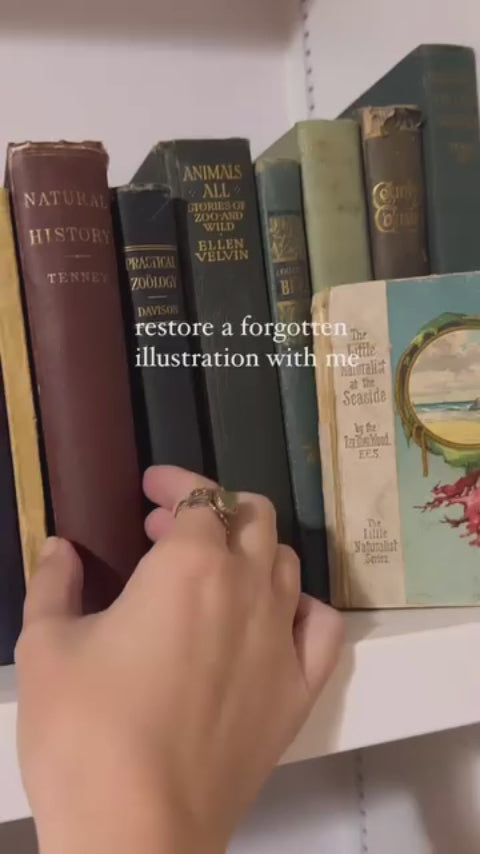 Video showing the digital restoration of a frog life cycle illustration from an antique zoology book.